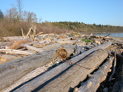 drift logs, Gulf Road beach, Whatcom County, Washington
