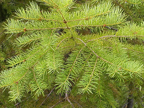 Douglas-fir foliage Pseudotsuga mertensiana, NE of China Point, Cle Elum River, Kittitas County, Washington