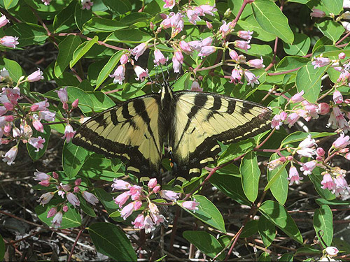 western tiger swallowtail Papilio rutulus, China Point area, Cle Elum River, Kittitas County, Washington