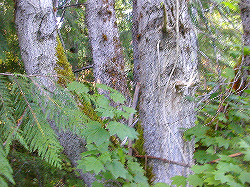 cottonwood trunks, crest of West Church Ridge, Whatcom County, Washington
