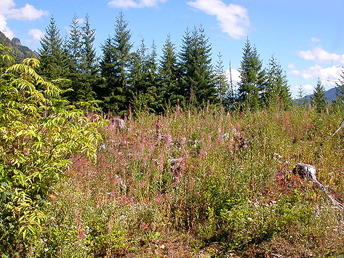 clearing meadow on summit of West Church Ridge, Whatcom County, Washington