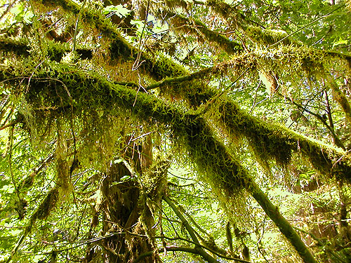 moss in Douglas Fir Campground, Whatcom County, Washington