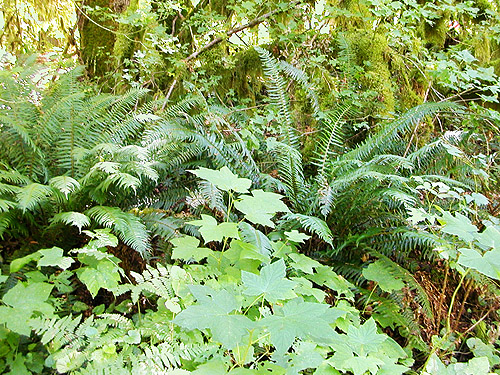 fern and thimbleberry understory, Douglas Fir Campground, Whatcom County, Washington
