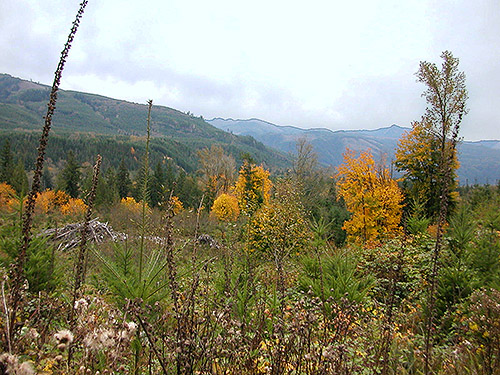 fall-colored cottonwoods at botton of west clearcut, Clay Creek at State Hwy. 410, King County, Washington