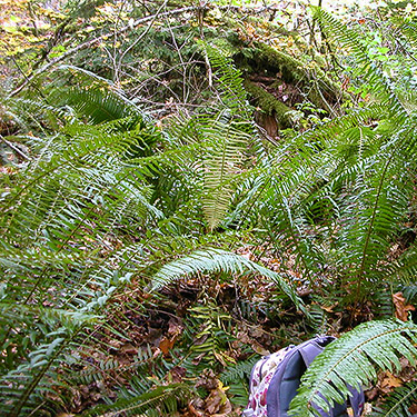 sword fern Polystichum munitum, mixed forest, Clay Creek, state highway 410, King County, Washington