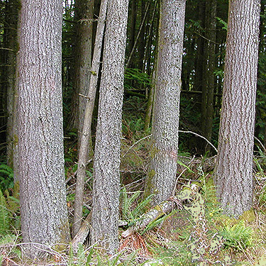 mature forest from highway, Clay Creek at State Hwy. 410, King County, Washington