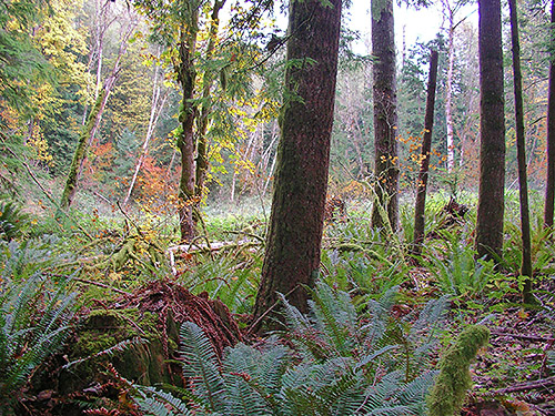 mystery clearing, Clay Creek at State Hwy. 410, King County, Washington