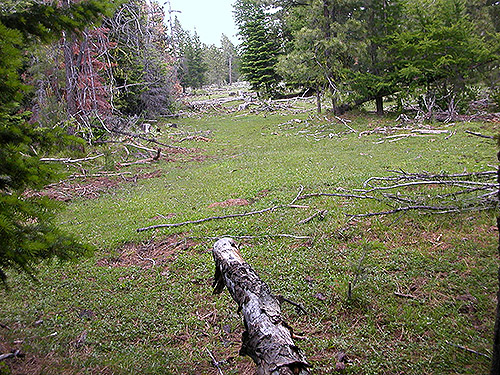 clear aisle between tree groups, S of Colockum Pass, Kittitas County, Washington