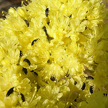 beetle pollinators, S of Colockum Pass, Kittitas County, Washington