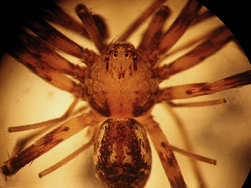 unidentified Philodromus crab spider, S of Colockum Pass, Kittitas County, Washington