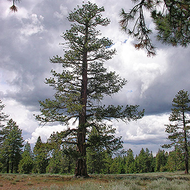 Ponderosa pine tree Pinus ponderosa, S of Colockum Pass, Kittitas County, Washington