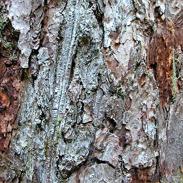 bark texture on snag, Cora Lake, Lewis County, Washington