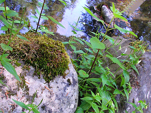 stream-boulder moss, spider site on Berry Creek, Lewis County, Washington