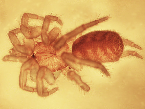 diplurid spider Microhexura idahoana from dead wood, Cora Lake, Lewis County, Washington