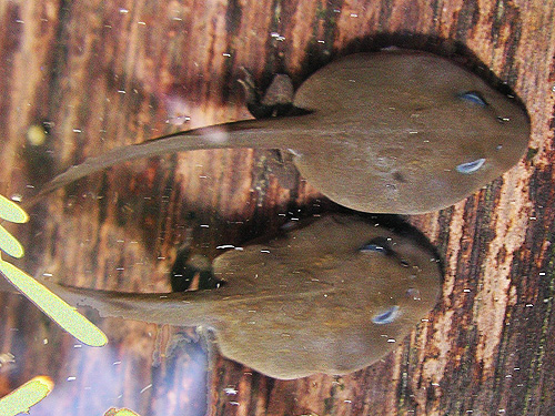 tadpoles in Cora Lake, Lewis County, Washington