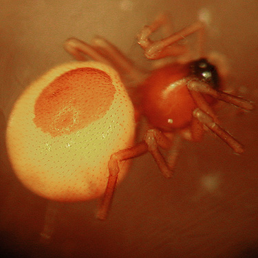 erigonine microspider Ceraticelus fissiceps, nr pond SE of Custer, Whatcom County, Washington