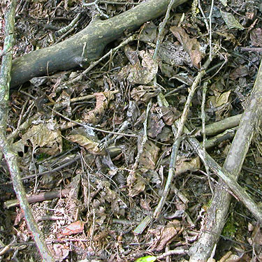 leaf litter in alder-fir thicket, nr pond SE of Custer, Whatcom County, Washington