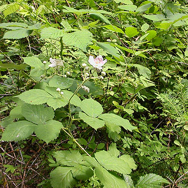 Himalayan blackberry, nr pond SE of Custer, Whatcom County, Washington