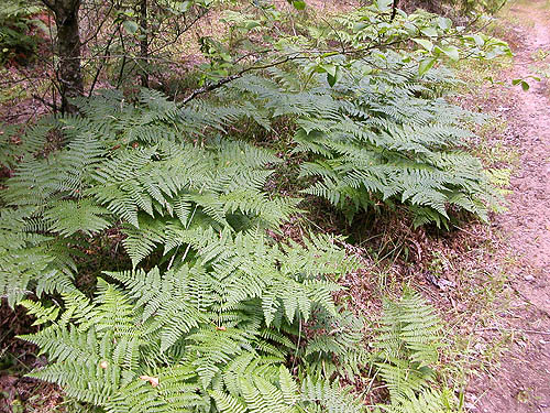 bracken Pteridium aquilinum beside the trail, nr pond SE of Custer, Whatcom County, Washington
