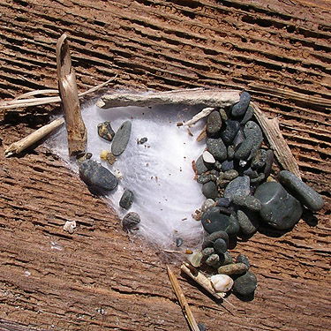 Phidippus jumping spider retreat under driftwood, Damon Point, Grays Harbor County, Washington