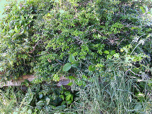shrubs in alder grove, Damon Point, Grays Harbor County, Washington