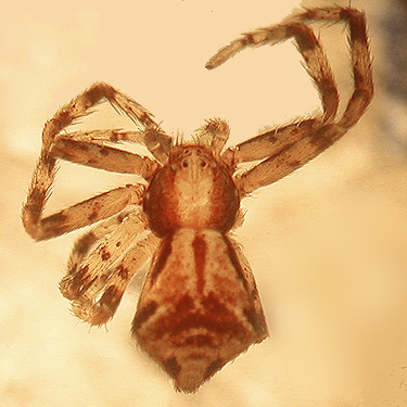 crab spider Philodromus josemitensis from Satsop Cemetery, Grays Harbor County, Washington