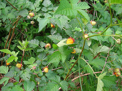 developing salmonberries Rubus spectabilis, Deer Meadow, S end Lake Cushman, Mason County, Washington
