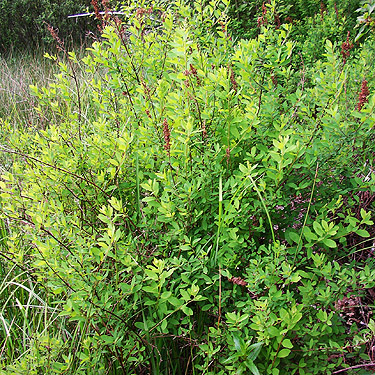 Spiraea douglasii at edge of marsh, Deer Meadow, S end Lake Cushman, Mason County, Washington