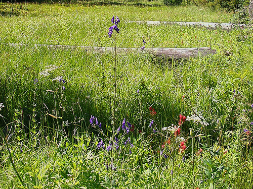 beautiful meadow NW of De Roux Campground, North Fork Teanaway, Kittitas County, Washington
