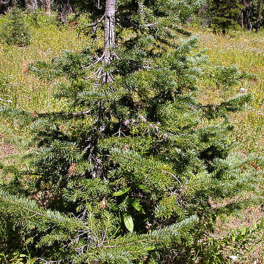 true fir Abies sp. in meadow, NW of De Roux Campground, North Fork Teanaway, Kittitas County, Washington