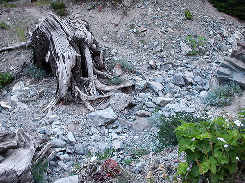 rocks on ground, Esmeralda Trailhead, Kittitas County, Washington