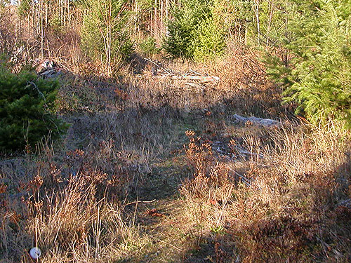 faint trail in clearcut, Deschutes River spider site, Thurston County, Washington