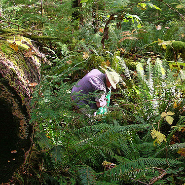 Rod Crawford gathering leaf litter, Diobsud Creek Trail NE of Marblemount, Skagit County, Washington
