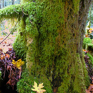 maple litter and moss, Diobsud Creek Trail NE of Marblemount, Skagit County, Washington