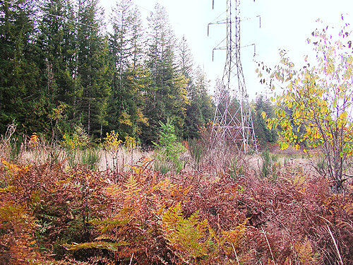 powerline on Diobsud Creek Road NE of Marblemount, Skagit County, Washington