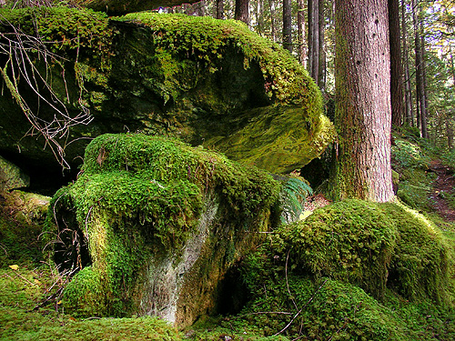 big rocks along Diobsud Creek Trail NE of Marblemount, Skagit County, Washington