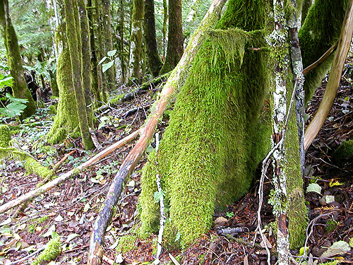 moss on alder trunk, Road 18/Deer Creek site, Skagit County, Washington