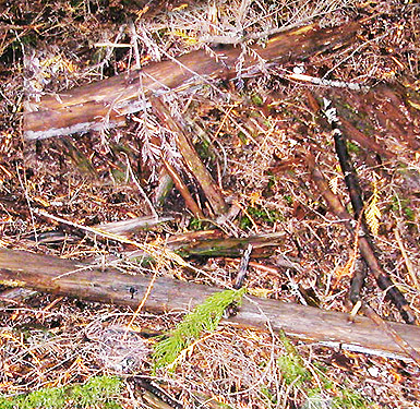 sticks and dead wood on forest floor, Forest Road 18/Deer Creek, Skagit County, Washington