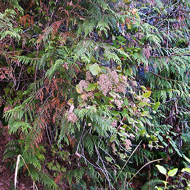red cedar foliage Thuja plicata, Finney Creek 2 miles E of Gee Point, Skagit County, Washington