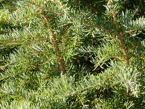 subalpine fir brandh Abies lasiocarpa, mountain 2 miles E of Gee Point, Skagit County, Washington