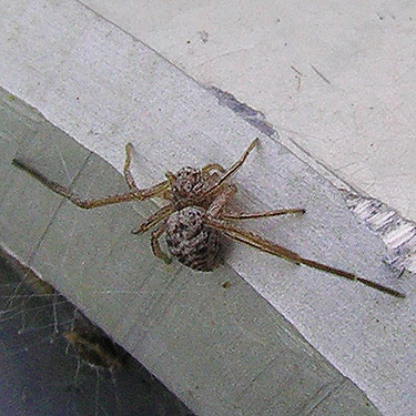 crab spider Ebo evansae on bridge railing south of East Kittitas, Kittitas County, Washington