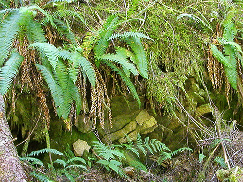 fern understory, East Creek area, central Lewis County, Washington