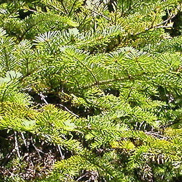 fir foliage, East Creek area, central Lewis County, Washington