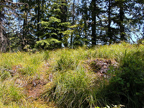 upper rocky bald with beargrass, East Creek area, central Lewis County, Washington