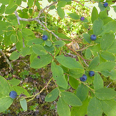 ripe blue huckleberries, East Creek area, central Lewis County, Washington