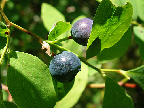 ripe blue huckleberries, East Creek area, central Lewis County, Washington