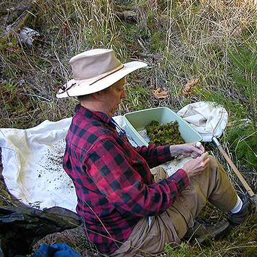 Laurel Ramseyer trying to sift moss in steep ravine, north of Egg and I Road, Jefferson County, Washington