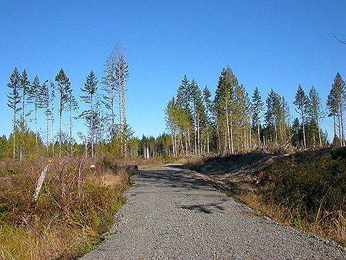 logging road north of Egg and I Road, Jefferson County, Washington