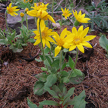 Balsamorhiza on Entiat Summit Ridge, Chelan County, Washington
