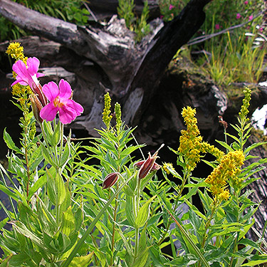flowers, Miner's Creek, Entiat Summit Ridge, Chelan County, Washington